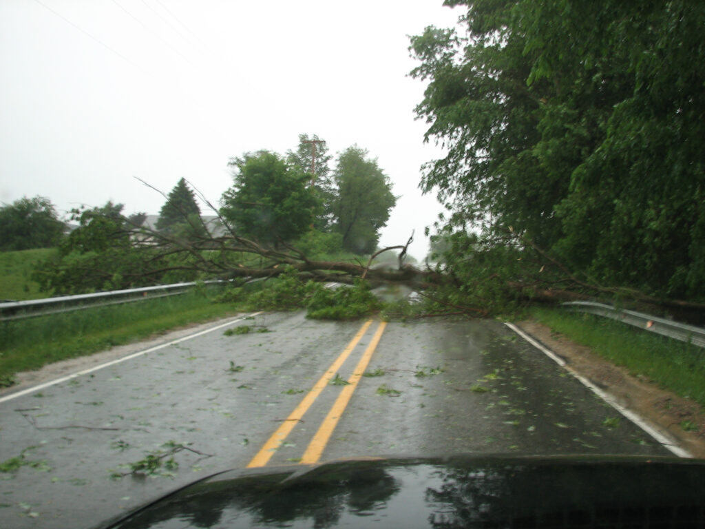 Trees Down from Thunderstorms