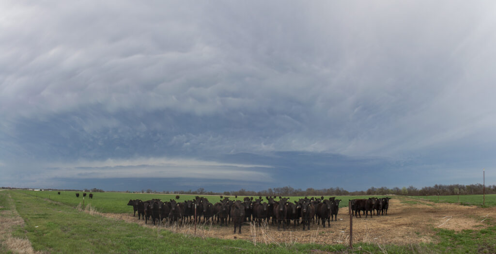 Cows and Shelf Cloud