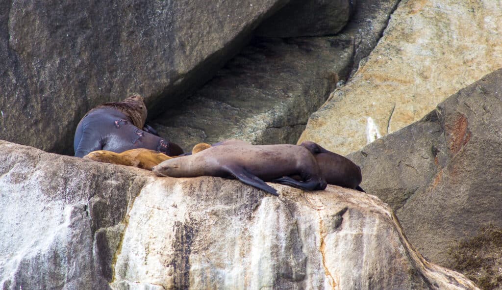 Sea Lions