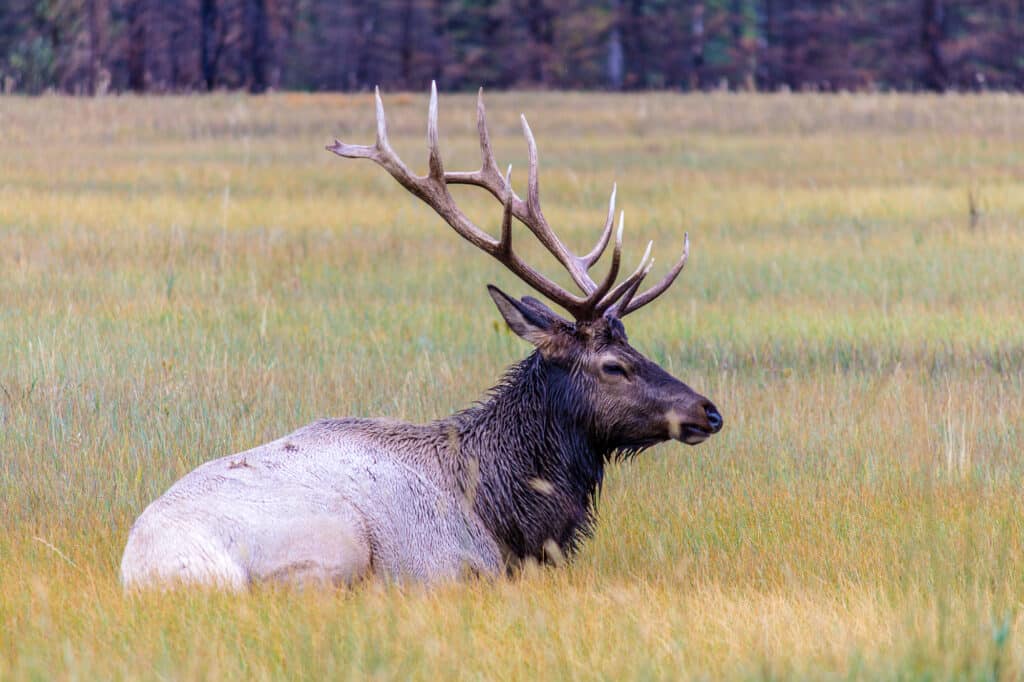 Canadian Elk in Jasper National Park