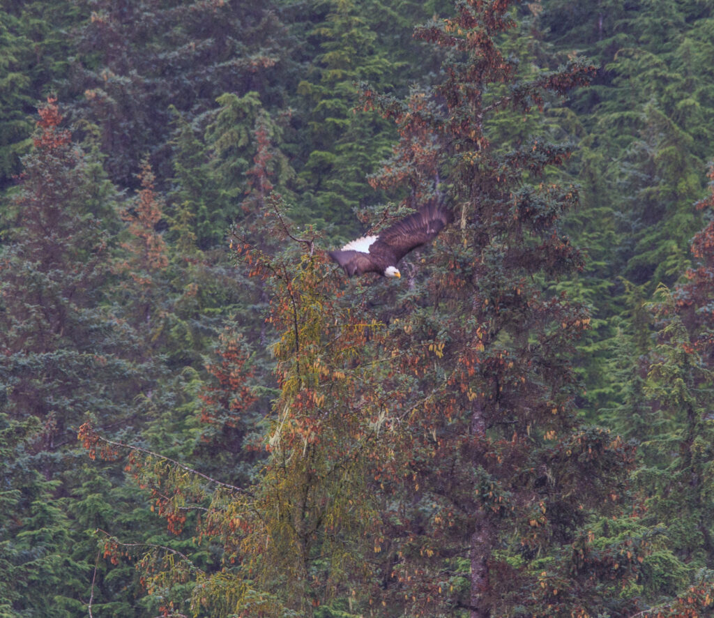 Eagle taking off