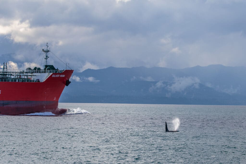 Oil Tanker Silver Muna going thru the Strait of Juan de Fuca with some Orcas nearby