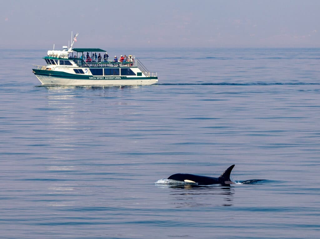 Went whale watching and watched a pod travel and hunt for food.