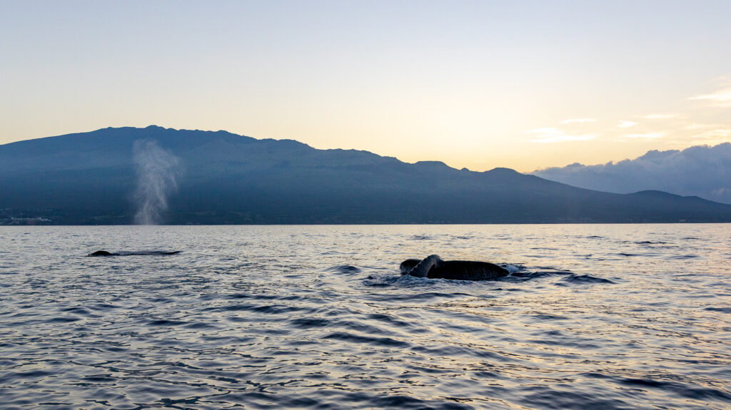 Humpbacks at Sunrise