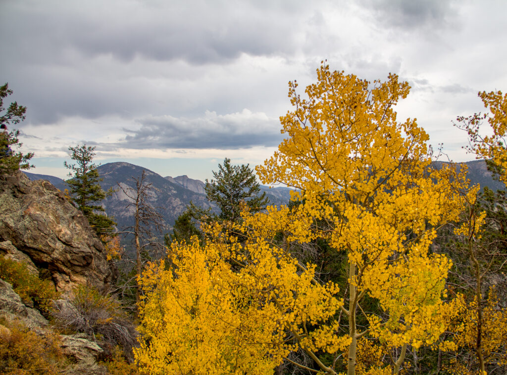 Fall Colors