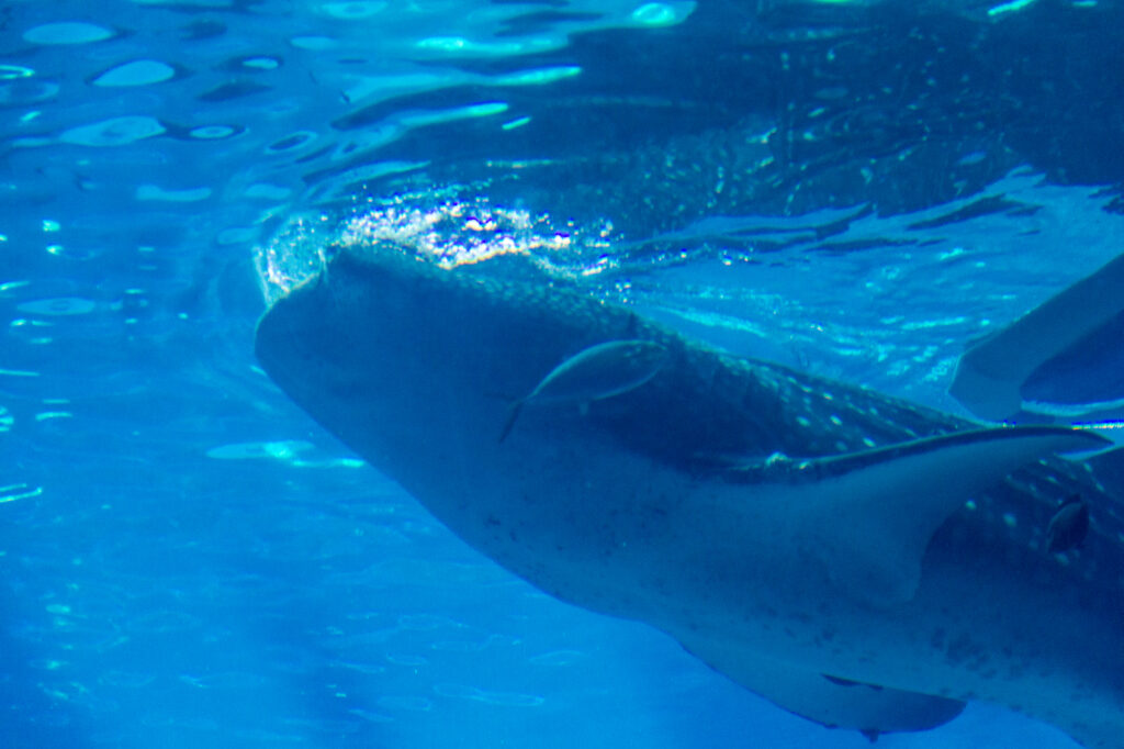 Whaleshark Feeding