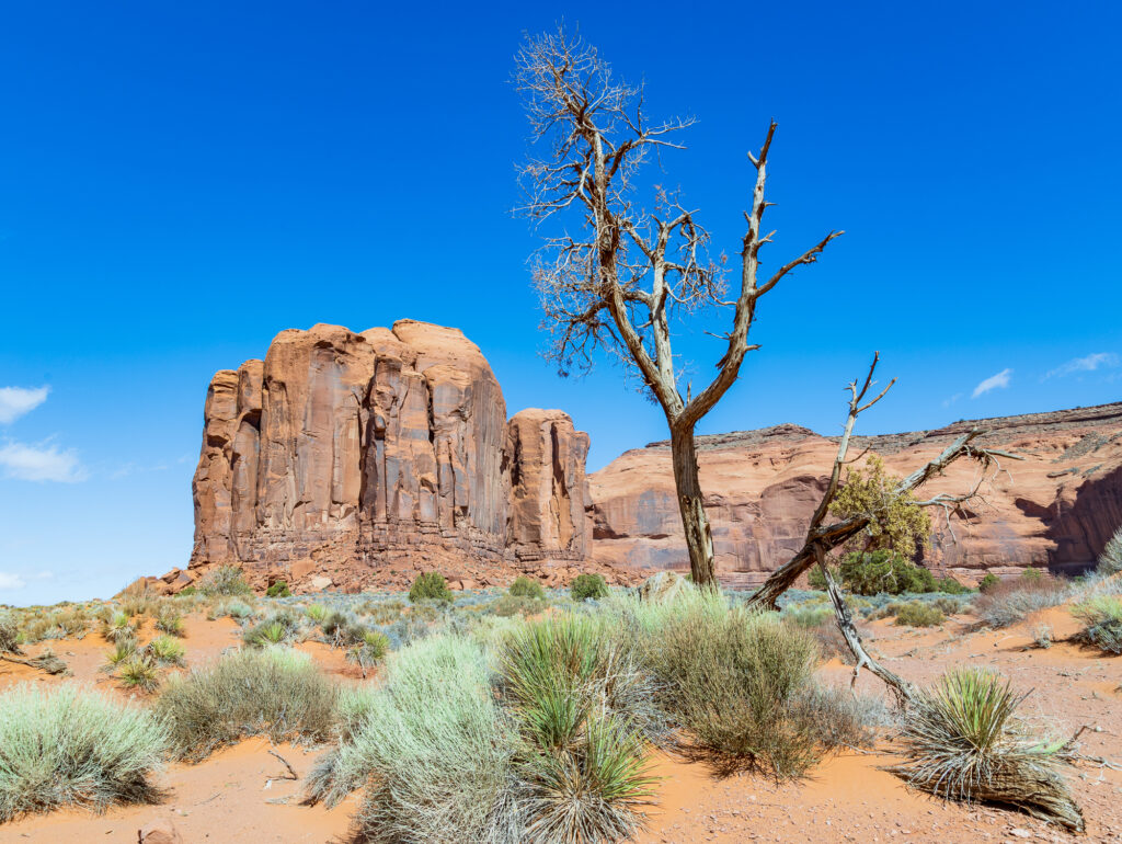 Tree and Spearhead Mesa