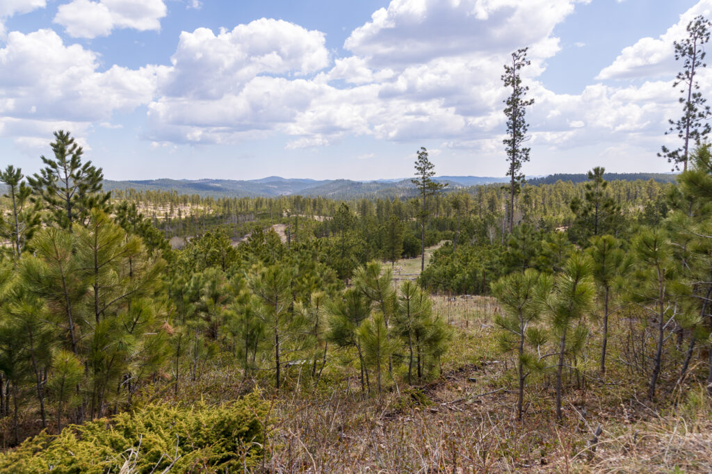 Black Hills from Flag Mountain