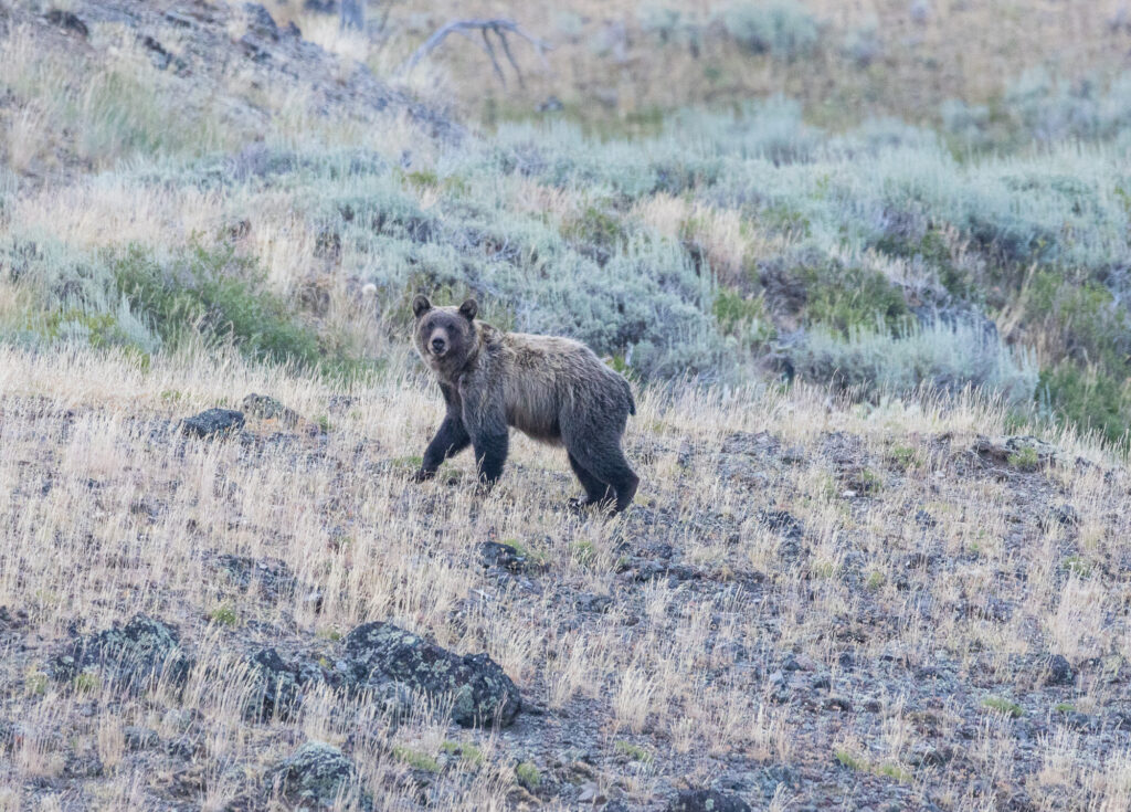 Grizzly Bear looking at me