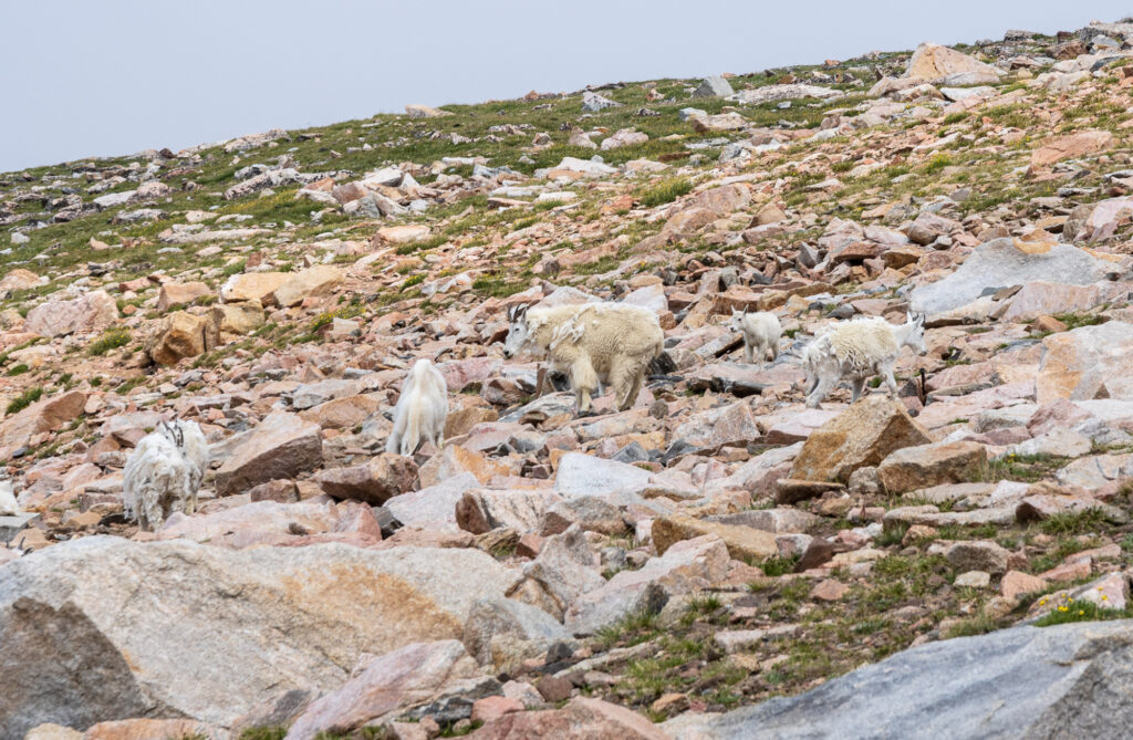 Mountain Goats